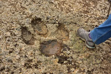 Rock Climbers Found An 80-Million-Year-Old Trackway By Accident. Amateurs Keep Doing This. thumbnail